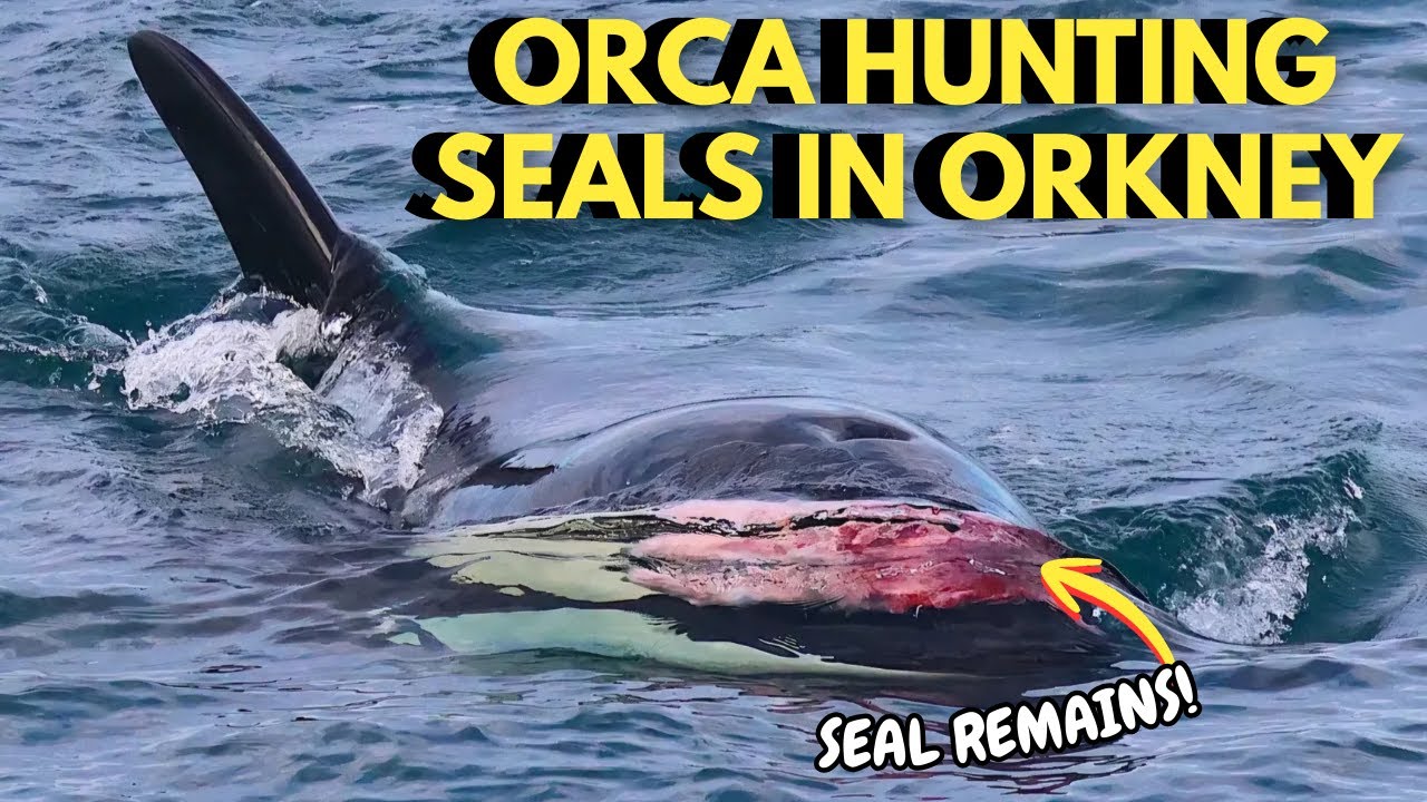 Watching Killer Whales Hunting Seals in Orkney | Part 1