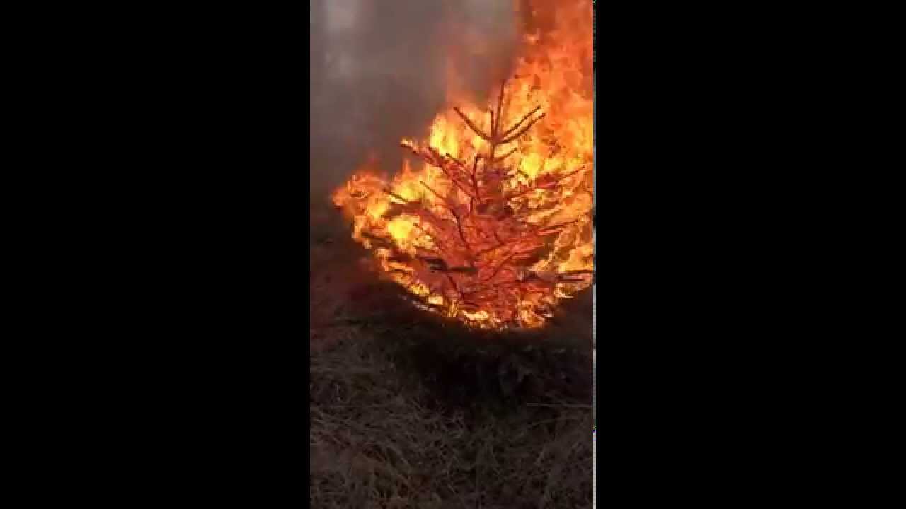 Christbaumbrand
