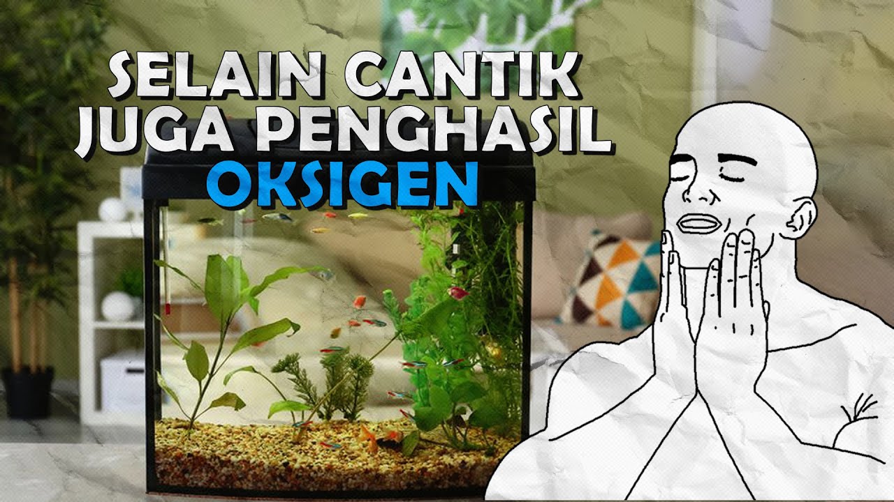 SELAIN CANTIK, JUGA SEBAGAI PENGHASIL OKSIGEN | 7 JENIS TANAMAN AIR PENGHASIL OKSIGEN