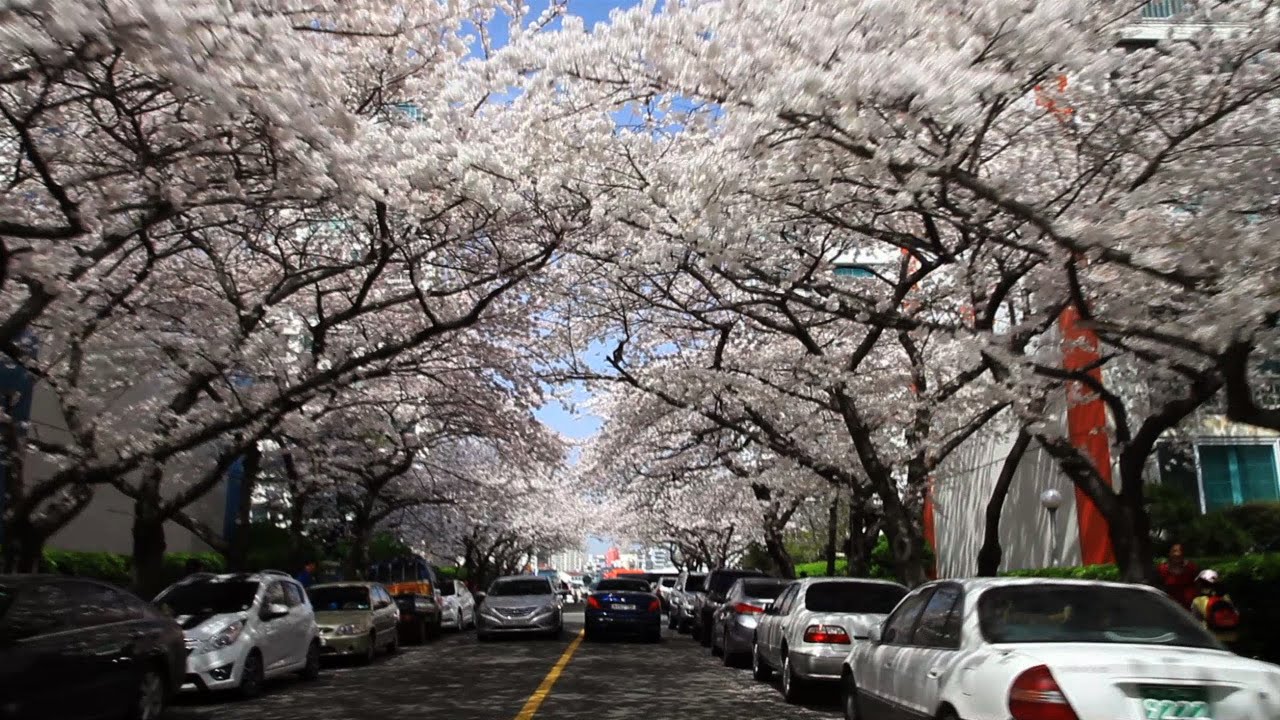 부산,봄에 물들다 Busan Tinged With Spring Colors / 부산 벚꽃 명소 Busan spring attractions