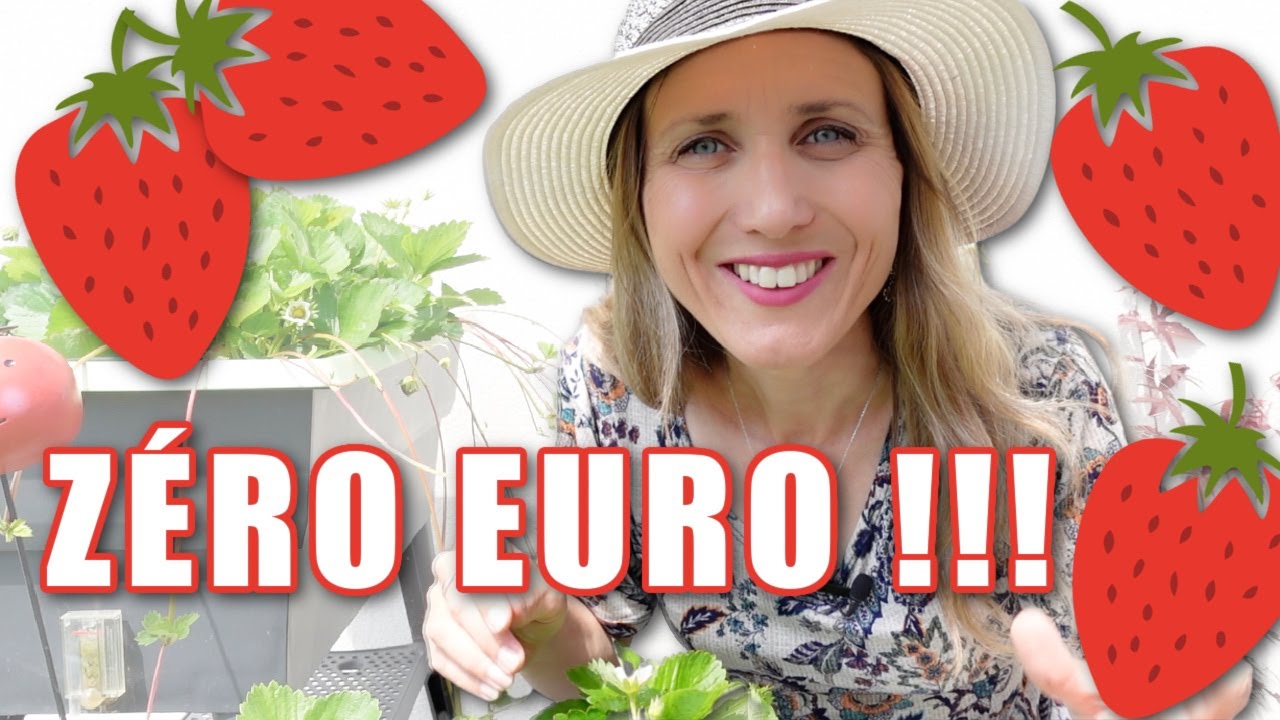 🍓 Comment avoir des fraisiers GRATUITS !!! Multiplier les fraisiers gr&acirc;ce aux stolons 👩🏼&zwj;🌾