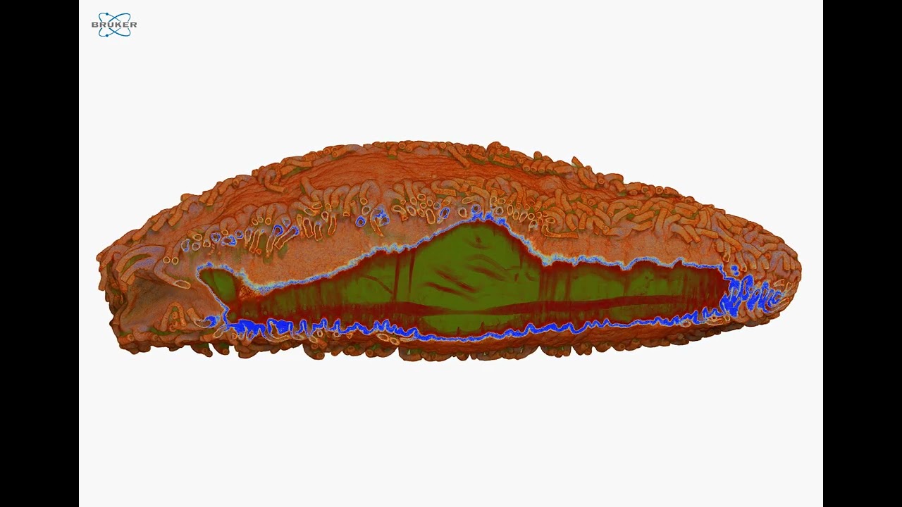 Holothuroid (sea cucumber), HMDS dried, microCT scan in SkyScan 1272 5um voxel