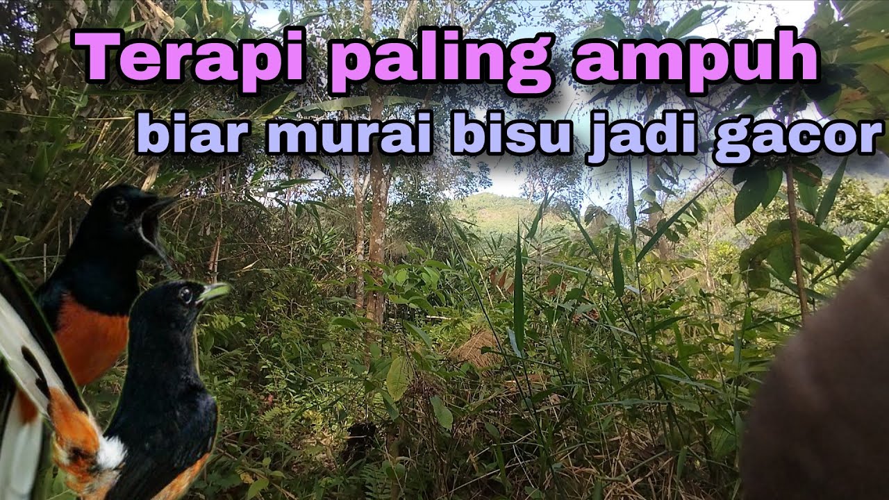 Pancingan murai batu agar cepat emosi #pancinganemosimuraibatu 