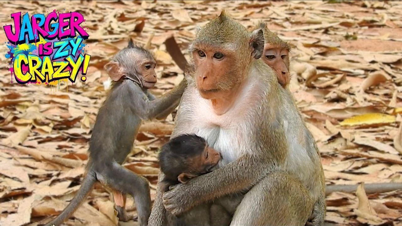Why Is Tiny Jarger So Funny and Crazy? Watch This Cute Baby Monkey!