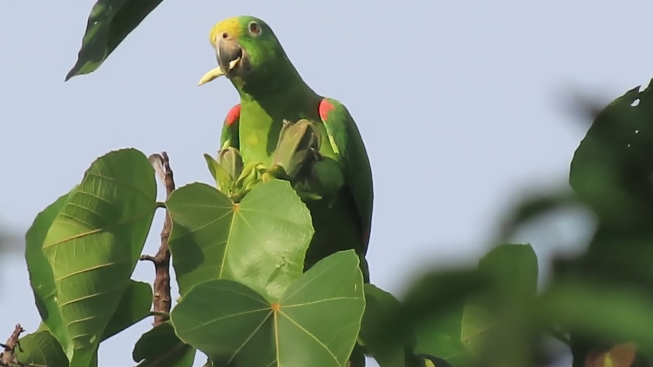 Loros verdes adoran las flores de balso 
