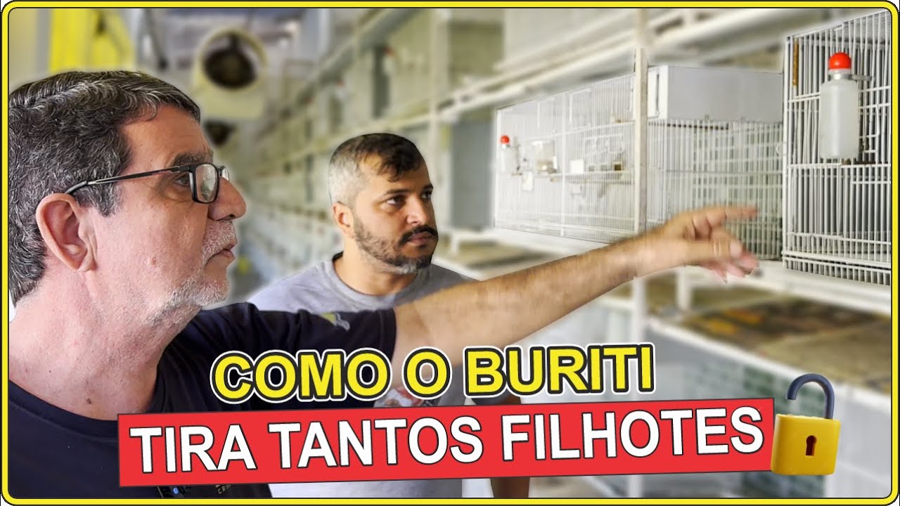 VISITA AO BURITI: Mais de 150 Trinca-Ferros no Galpão!