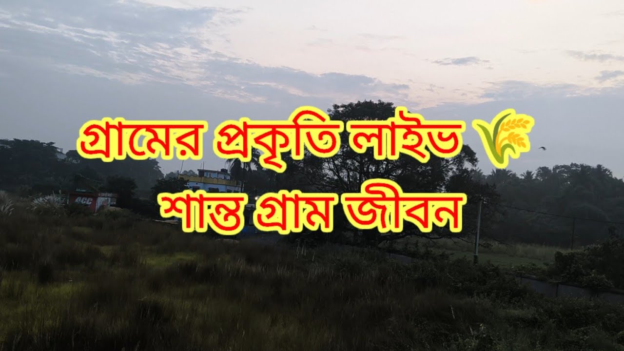 Village Nature Live 🌿 | Peaceful Rural Life | বিকেলের গ্রামে শান্ত পরিবেশ