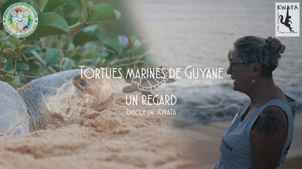 TORTUES MARINES DE GUYANE : UN REGARD - Episode 1 : KWATA