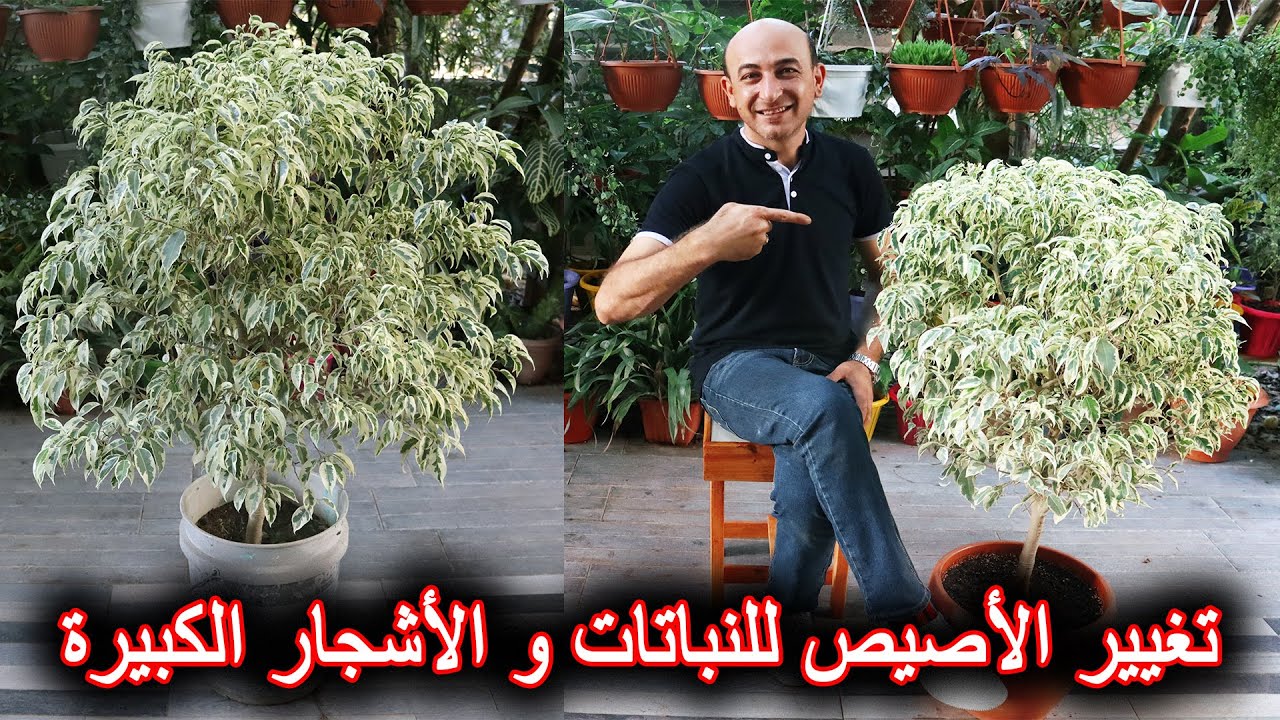 تبديل الأصص و الأوعية للنباتات و الأشجار الكبيرة