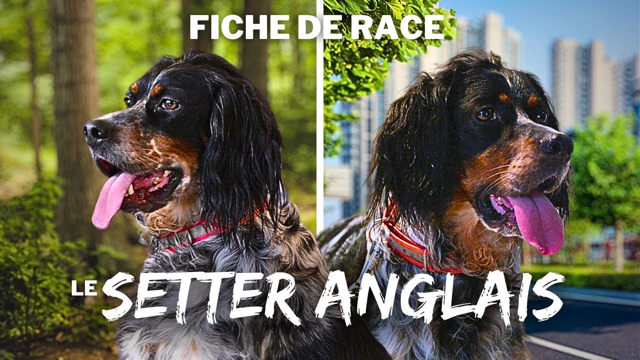 SETTER ANGLAIS - FICHE DE RACE