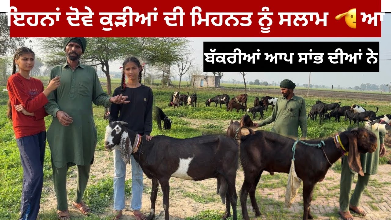 ਇਹਨਾਂ ਕੁੜੀਆਂ ਦੀ ਮਿਹਨਤ ਨੂੰ ਸਲਾਮ ਆ,,ਬੱਕਰੀਆਂ ਆਪ ਸਾਂਭ ਦੀਆਂ ਨੇ 84278 02327