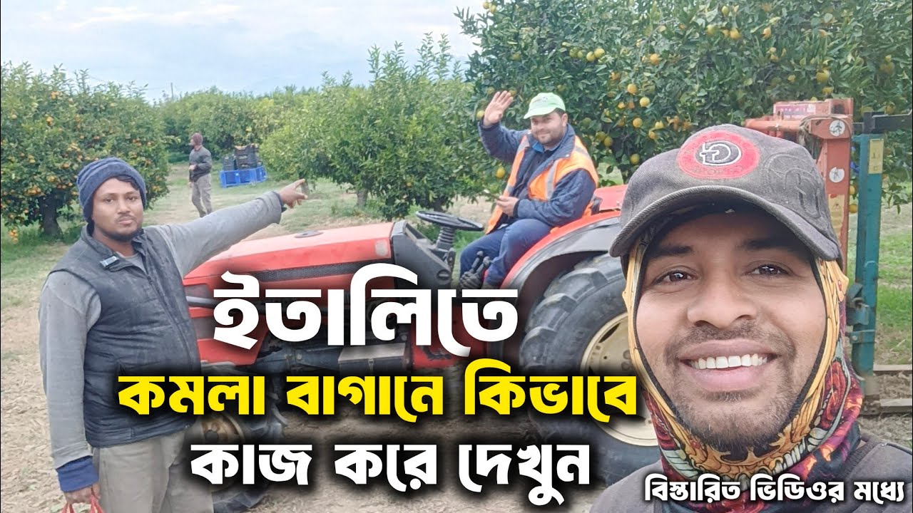 ইতালিতে কমলা বাগানে কিভাবে কাজ করে দেখুন | Italy Orange orchard work