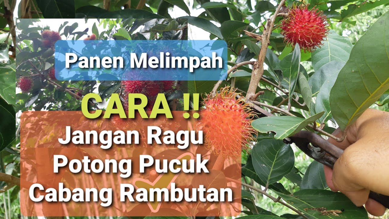Cara pangkas cabang rambutan agar kembali berbuah lebat dan pohon pun tetap pendek || rambutan aceh