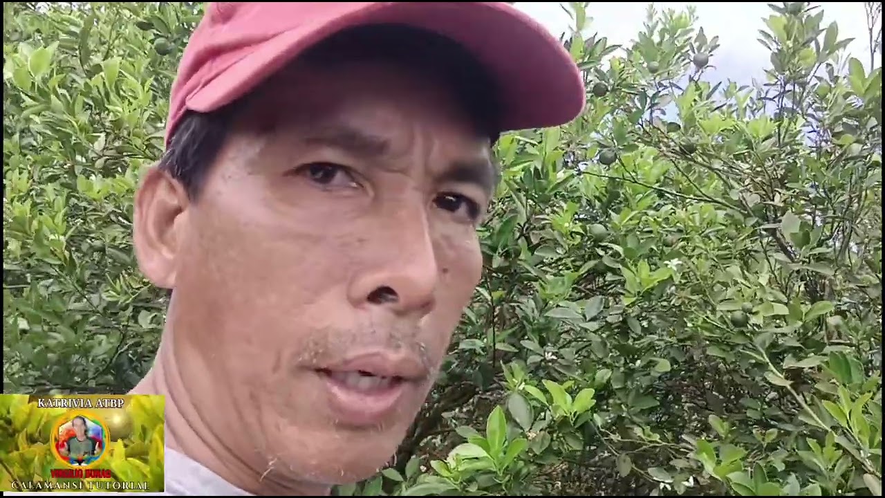 TUMAAS ULI PRESYO NG CALAMANSI//1 BUWAN NA BULAKLAK 