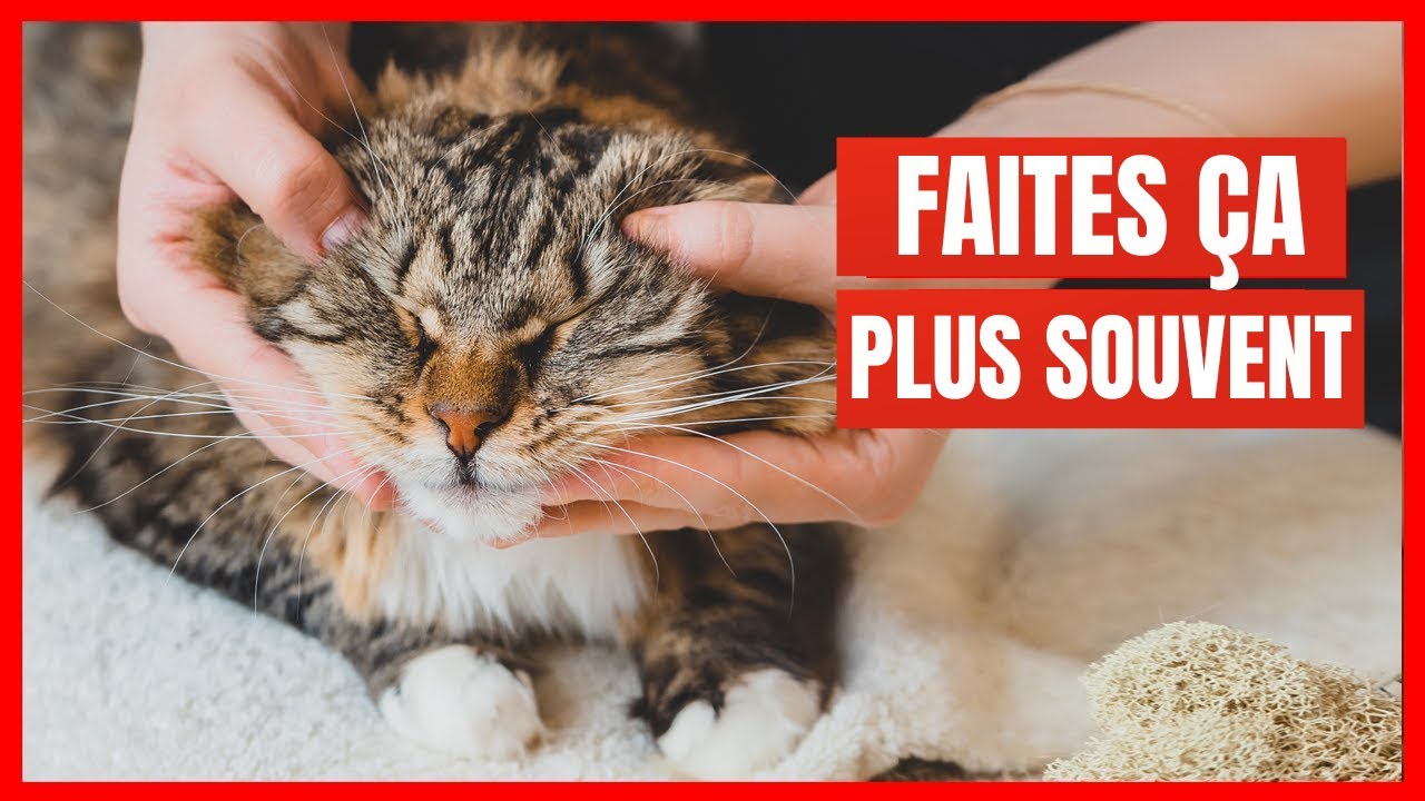 15 Choses que vous devriez faire PLUS souvent pour votre Chat