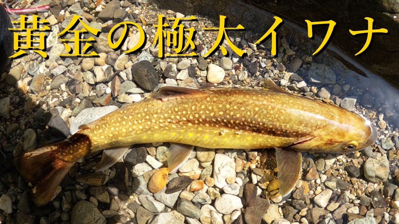 【極太岩魚】低活性日に出た黄金に輝く尺イワナ！そして、集落の果てへ…【渓流釣り】