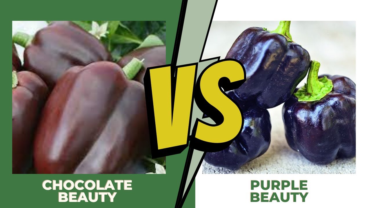 Bell Pepper Showdown - Chocolate Beauty vs. Purple Beauty