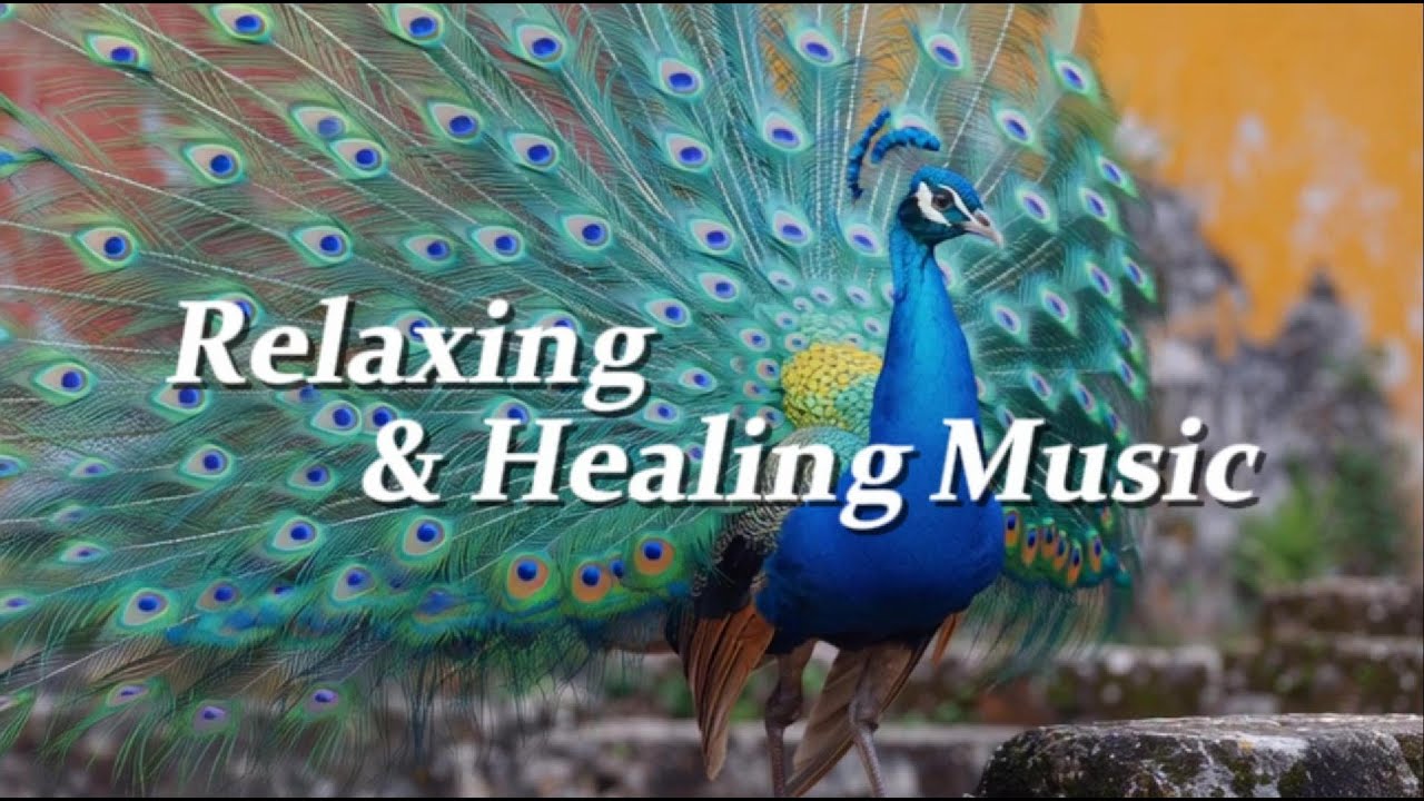 Relaxing Music for Sleep & Focus | Calm Your Mind, Study with Green peafowl