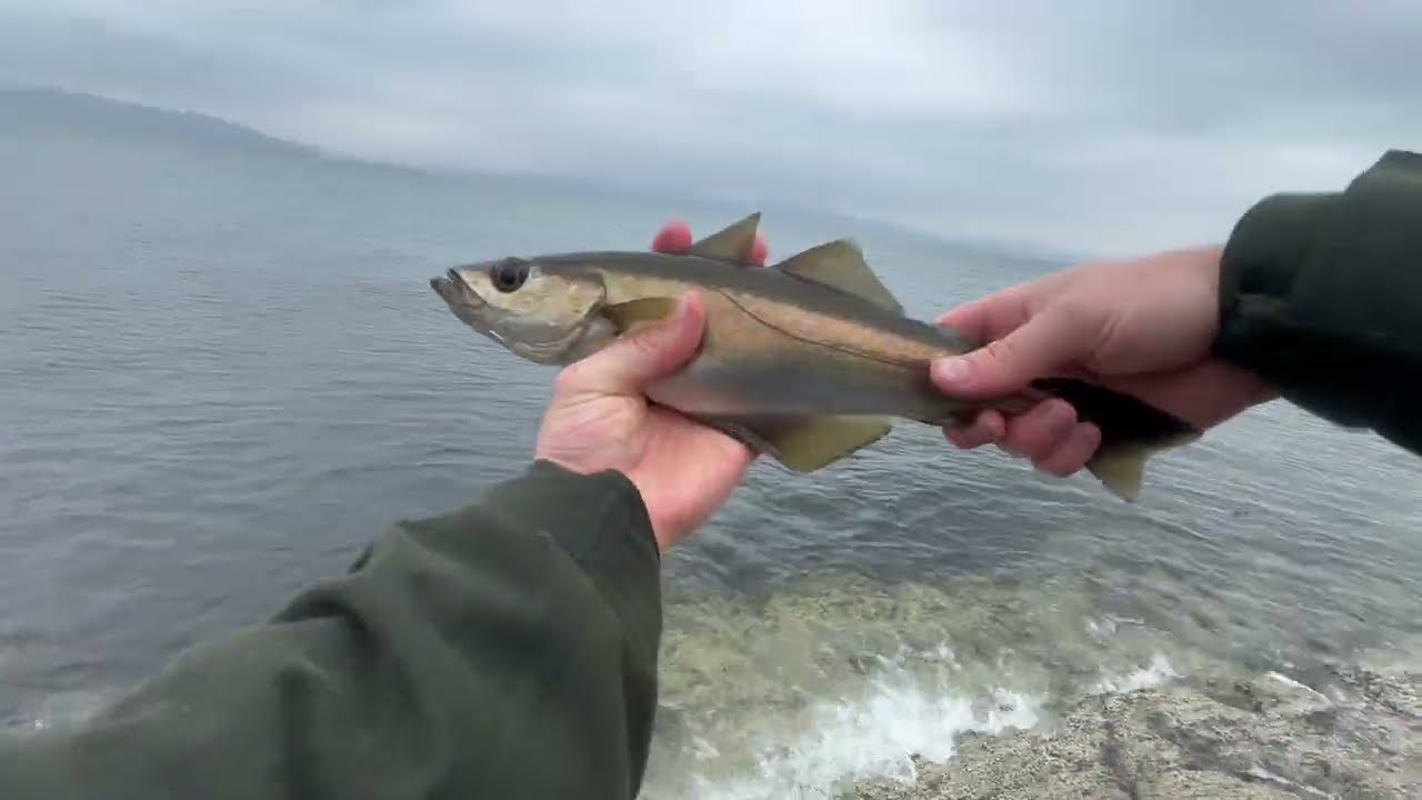 Early Season Pollock Fishing in Tayvallich - West Coast of Scotland