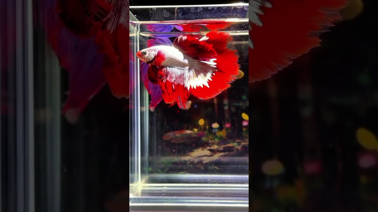 Betta Beautiful #bettabeauty #bettafishlovers #bluebettafish #bettacollection #bettaviral