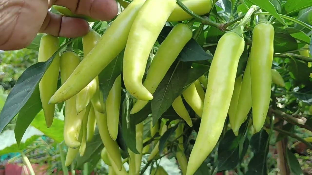 BÓN phân thúc cho cây ớt sừng vàng đậu nhiều quả sđt 034710359