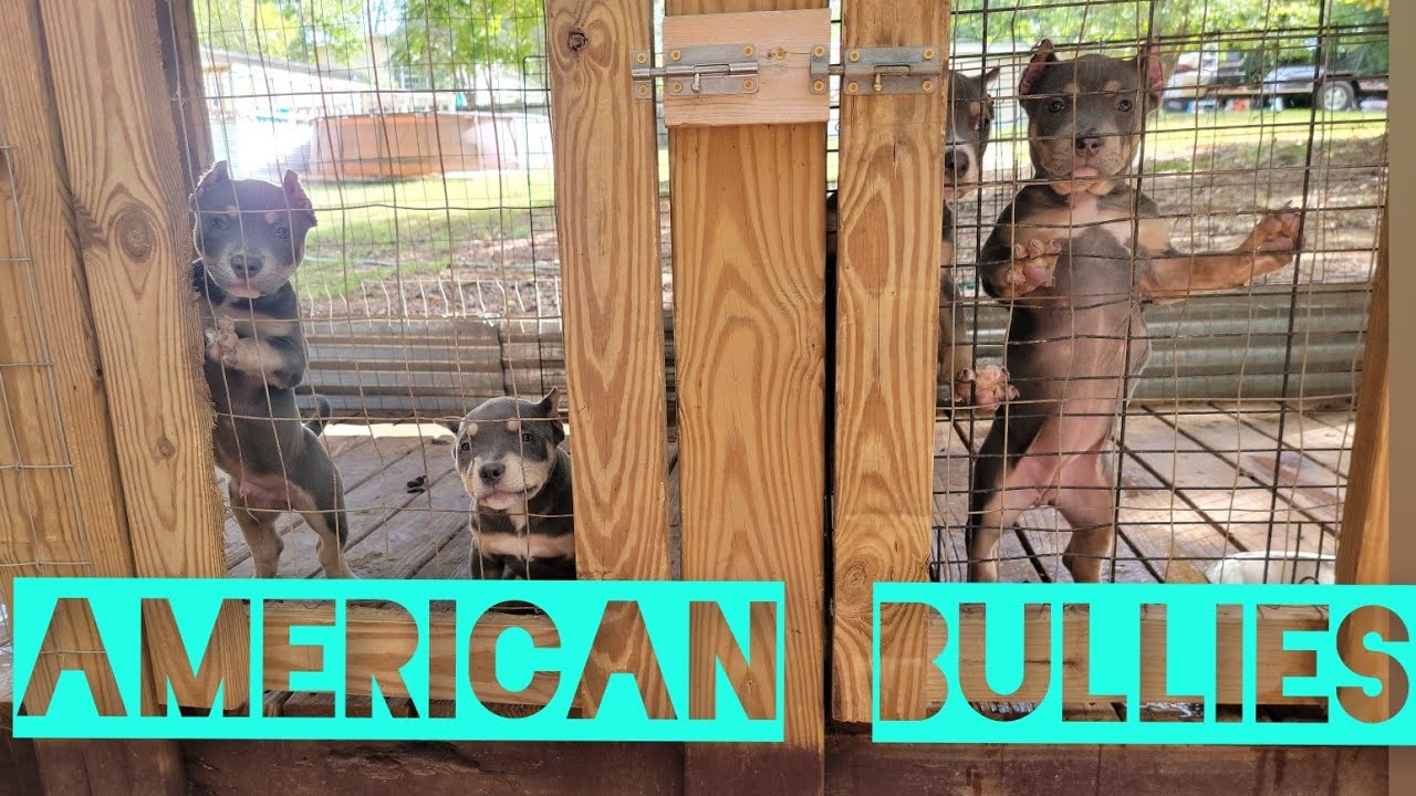 American Bully: Kennel update