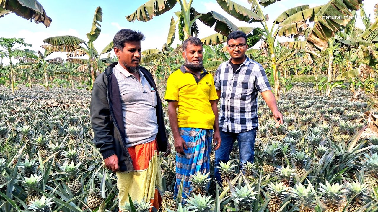  আনারস চাষে কৃষকের বাজিমাত | অল্প খরচে বেশি লাভের সফল কৃষি গল্প | Krishi_Nobayon