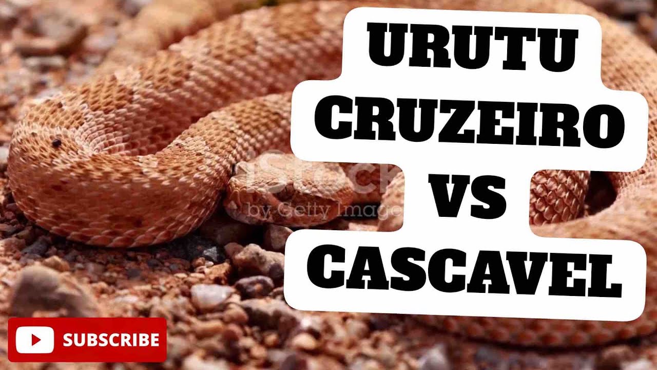 🐍 DUELO DAS TIT&Atilde;S: URUTU CRUZEIRO vs CASCAVEL - QUEM REINA?