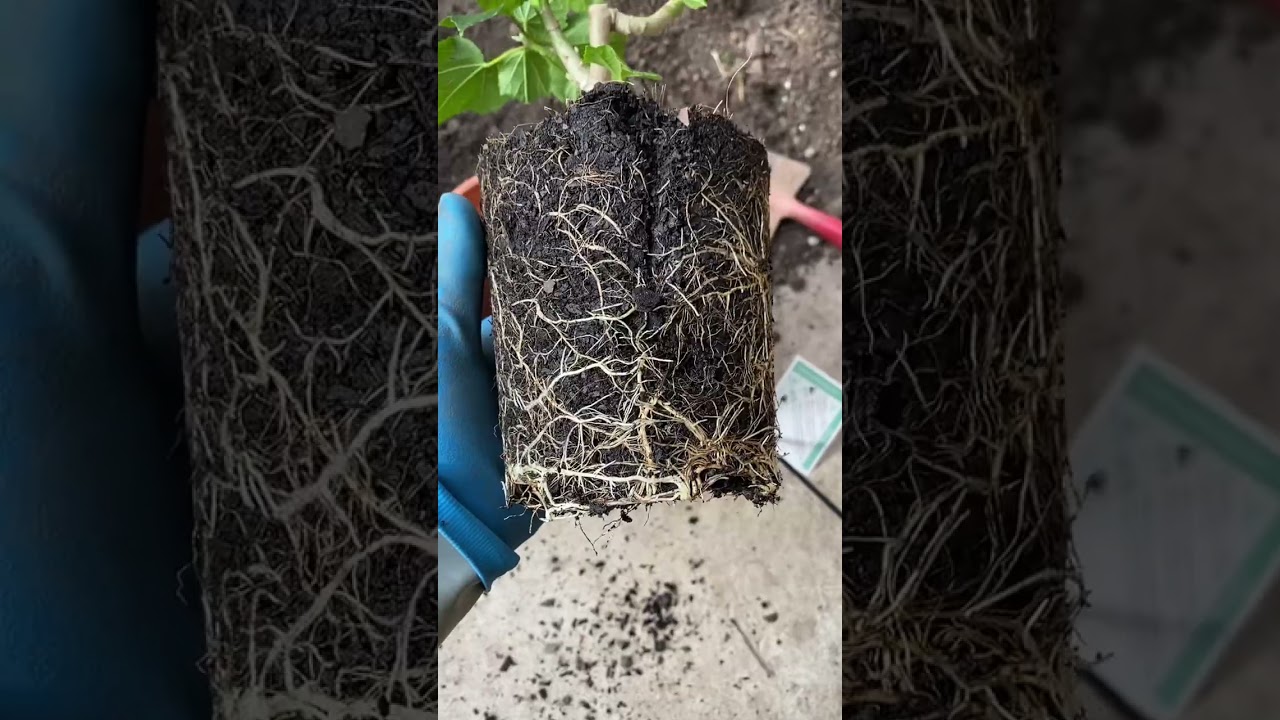 栽种一棵扶桑花 让杰克花园更美丽