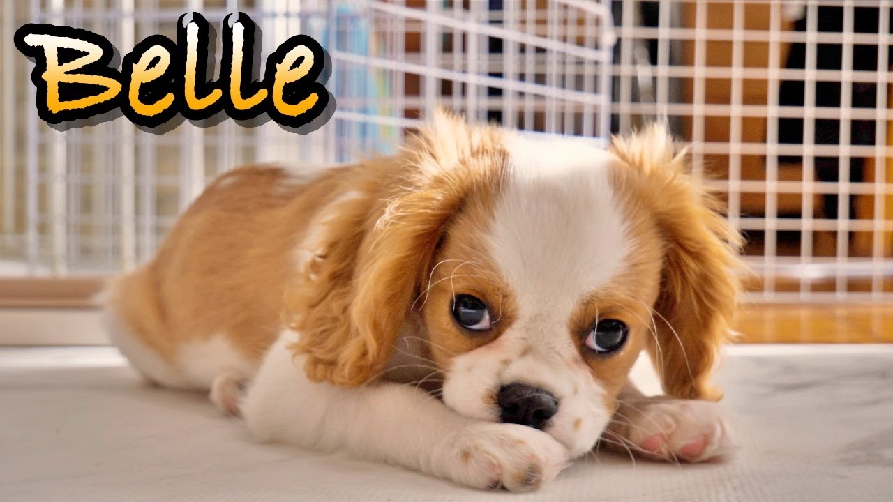 【4K】特発性てんかんについて│お迎えから１ヶ月│キャバリア ベル Belle