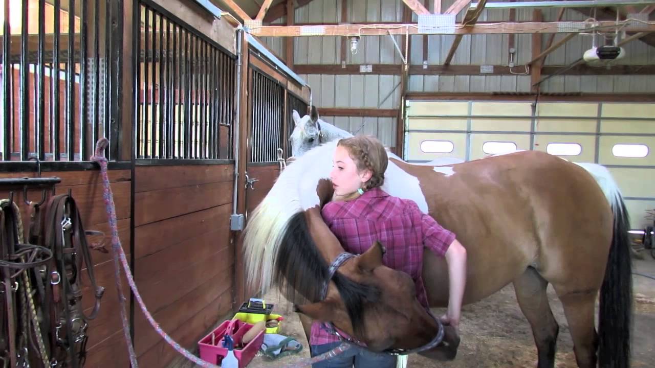 How to Teach your Horse to Hug