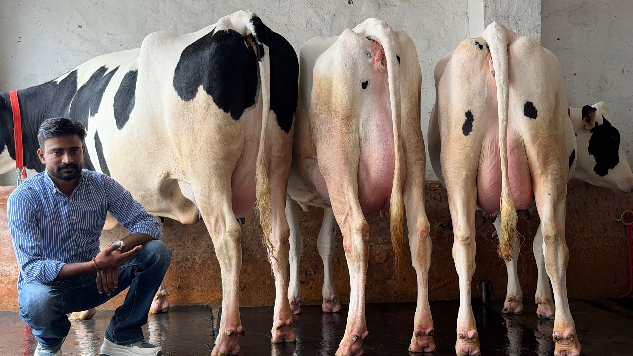 50 Liter Milk per day | High quality Breed at Jashan Dairy Farm