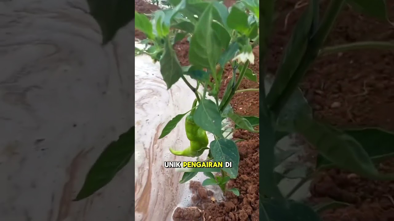 Pengairan di sawah #pertanian #pengairan #berkebunbuah