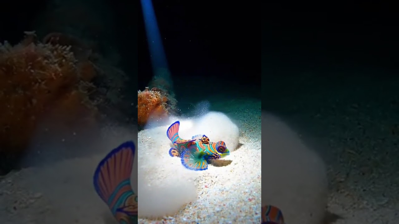 Pipefish AMBUSHES Dragonet From The Shadows!