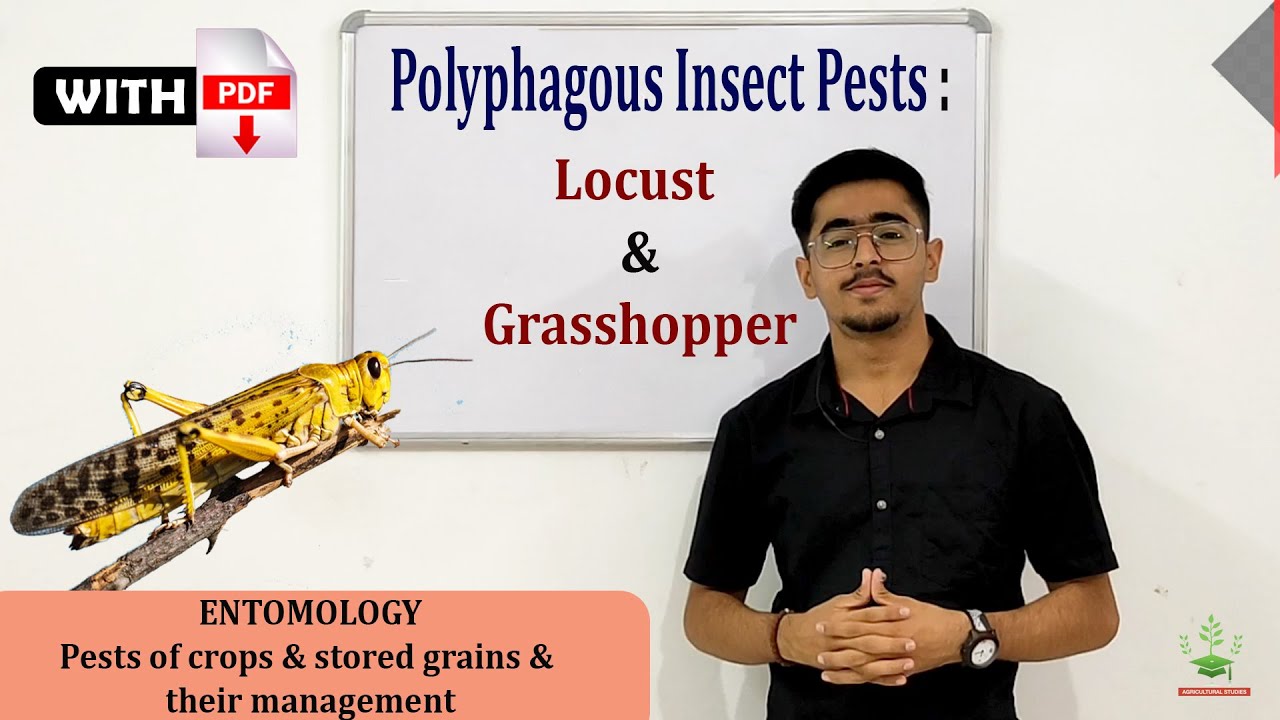 Polyphagous Insect Pests : Locust & Grasshopper ENTO 311