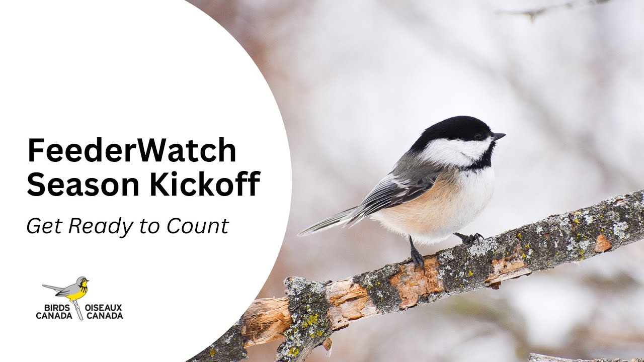 Project FeederWatch Season Kickoff Webinar