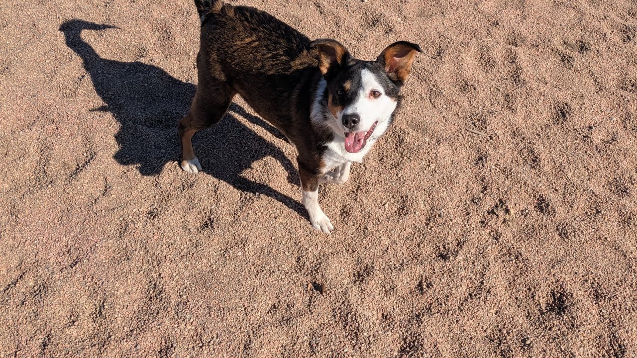 Ball time with the Pokie dog at the USMC CPL David Sonka dog park! #pokie #doggo #dogshorts 