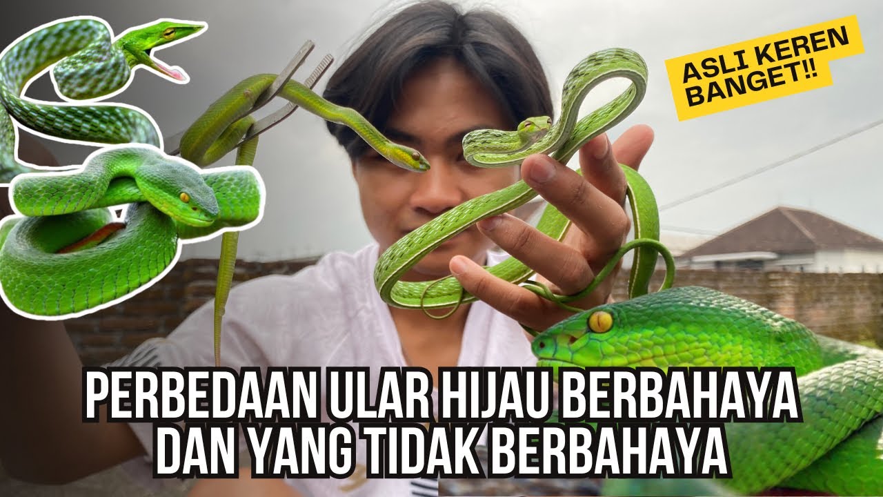 RESCUE DAN EDUKASI PERBEDAAN ULAR HIJAU BERBAHAYA DAN YANG TIDAK BERBAHAYA ‼️