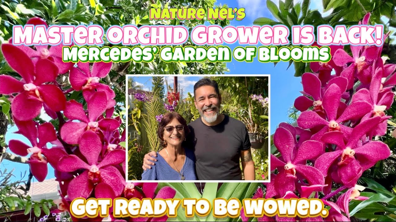 Get ready for the best orchid garden tour of master orchid grower Mercedes. A wonder of blooms!