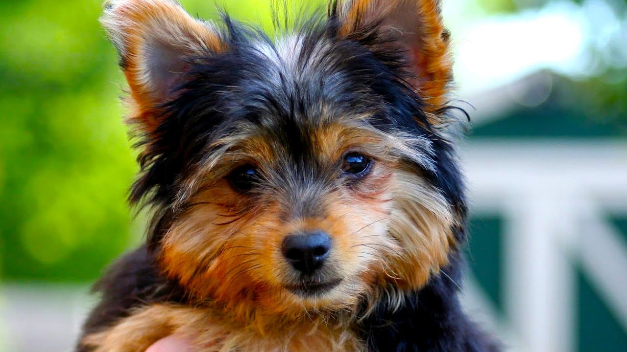 Chorkie &mdash; Полное руководство пользователя (видеосборник)