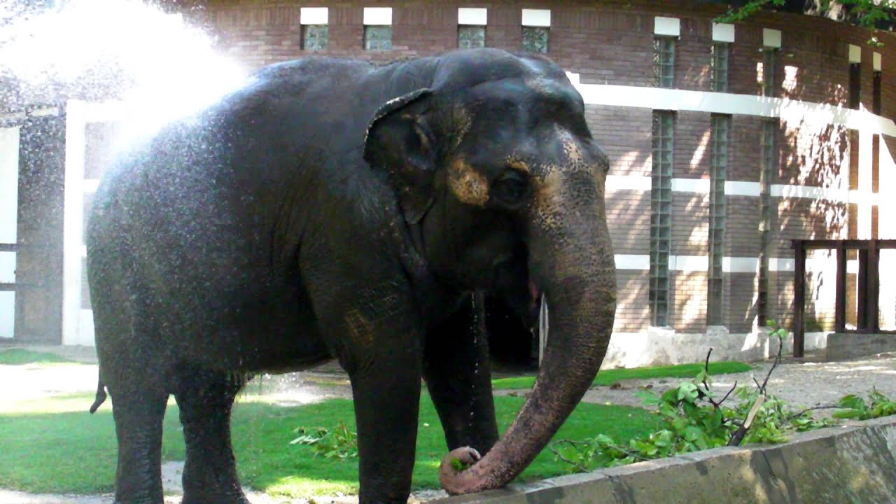 Azijski slon Tvigi - ZR - Beo Zoo Vrt
