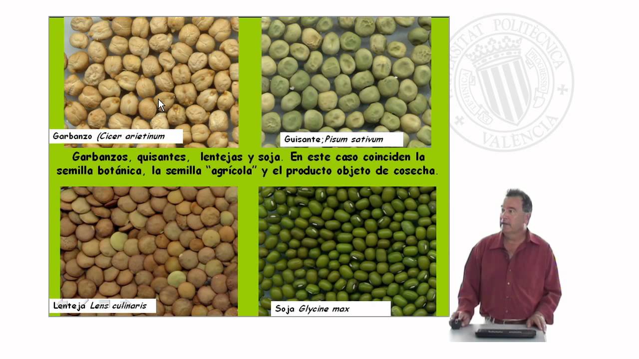 Reconocimiento de Semillas Agrícolas |  | UPV