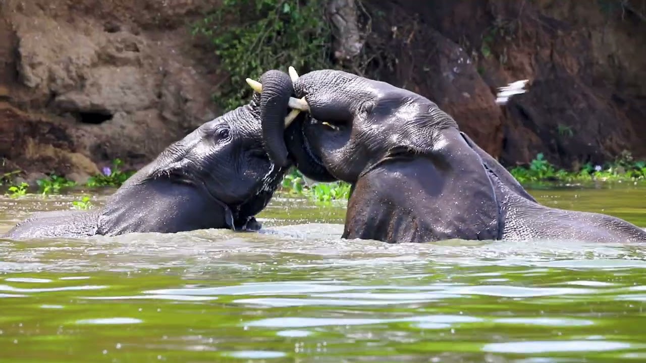 Uganda adventure safari