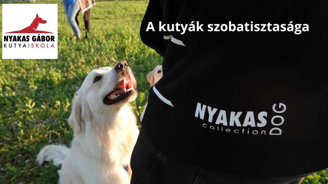 A kutyák szobatisztasága; Kutya Brancs Nyakas Gáborral - Podcast