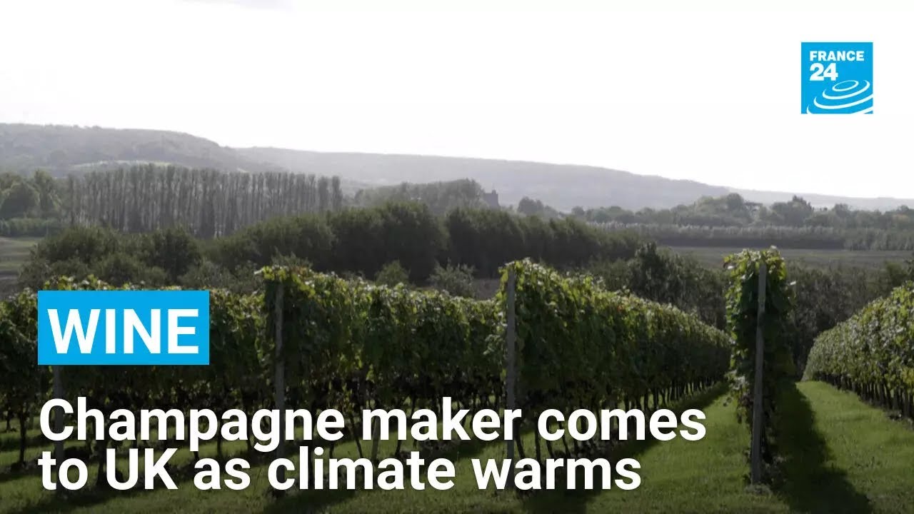 As climate warms, famed French champagne house sets up in UK &bull; FRANCE 24 English