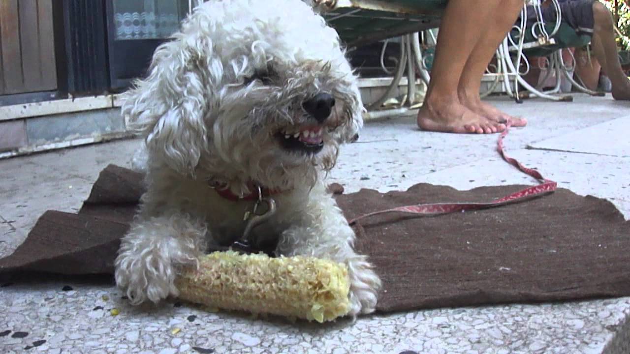Caniche Mini Toy enojado por un choclo!!!!