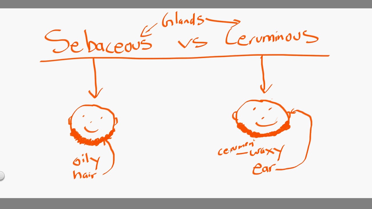sebaceaous vs ceruminous