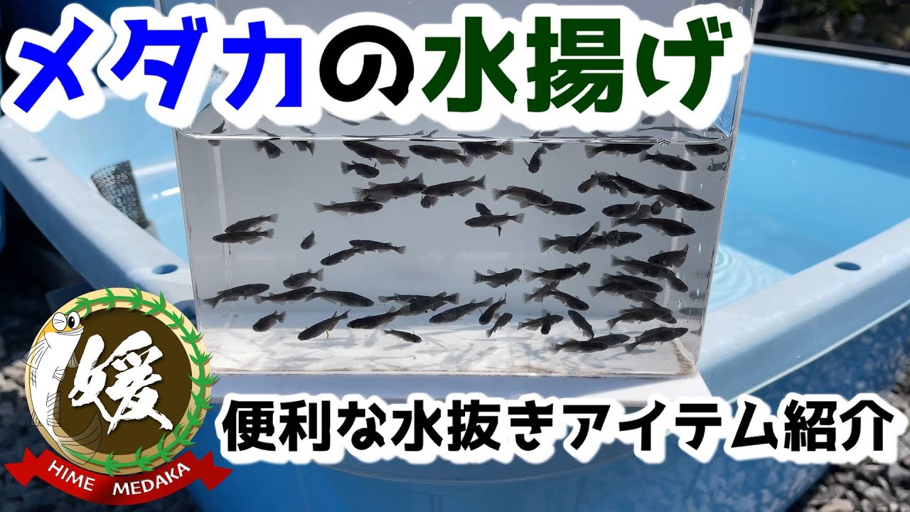 メダカの大型タライの水抜きの時に使う１００均アイテム～メダカが流れるその前に～【媛めだか】