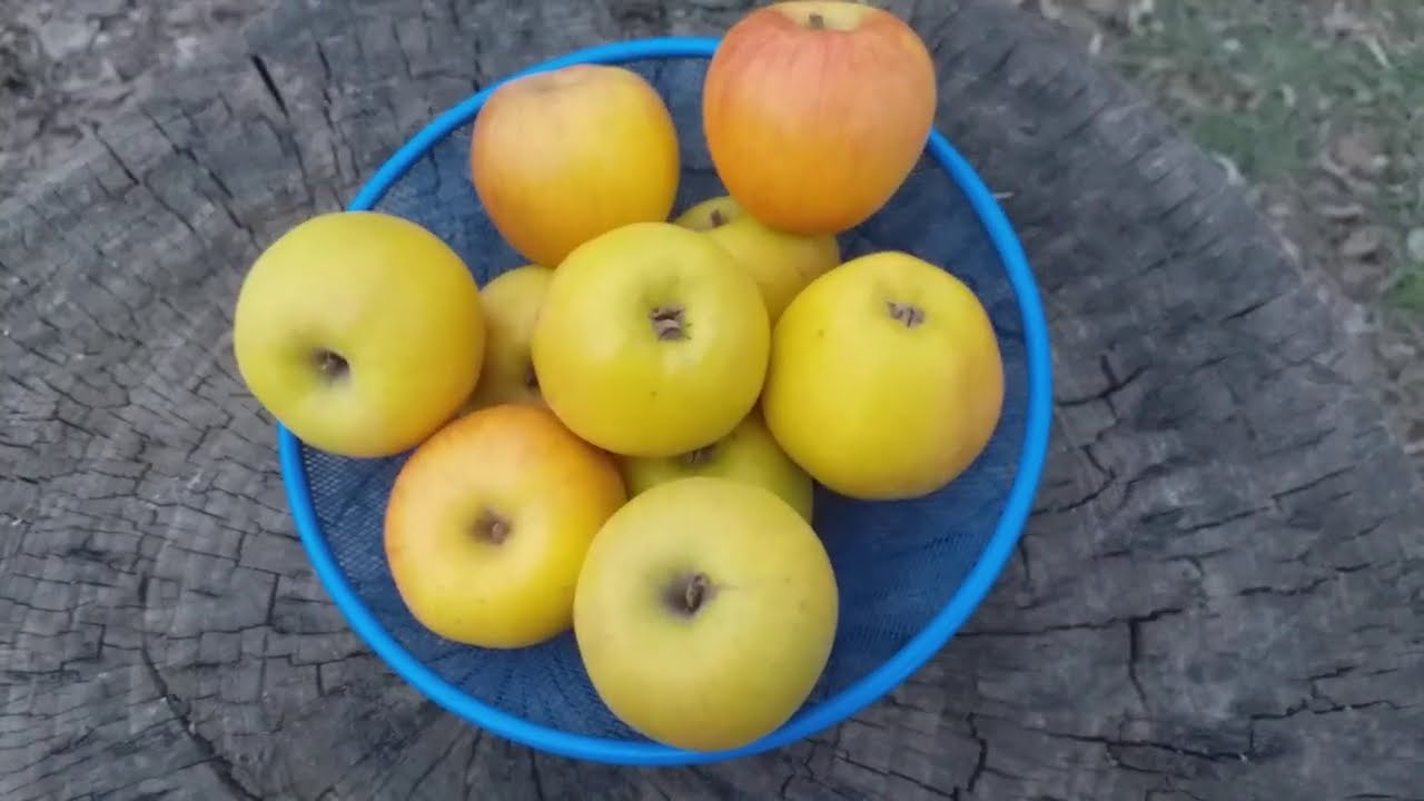 Мечта садовода - любителя!!! Яблоня Мавка (Apple Mavka). Иммунные сорта яблок.