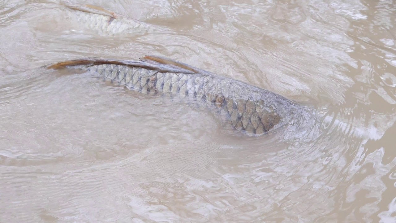 Common carp swimming upstream to spawn